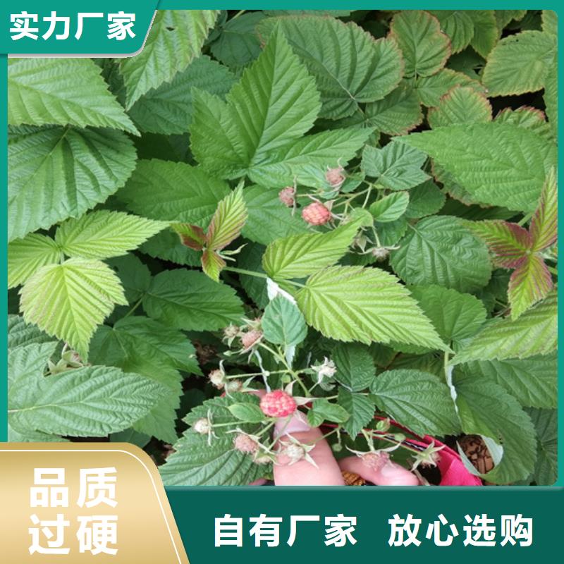 树莓,【蓝莓苗】品质优良厂家直销省心省钱