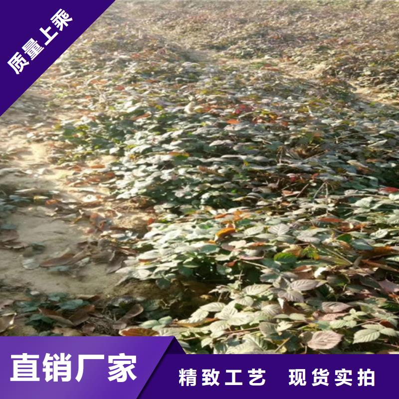 树莓梨树苗实力雄厚品质保障厂家直销放心