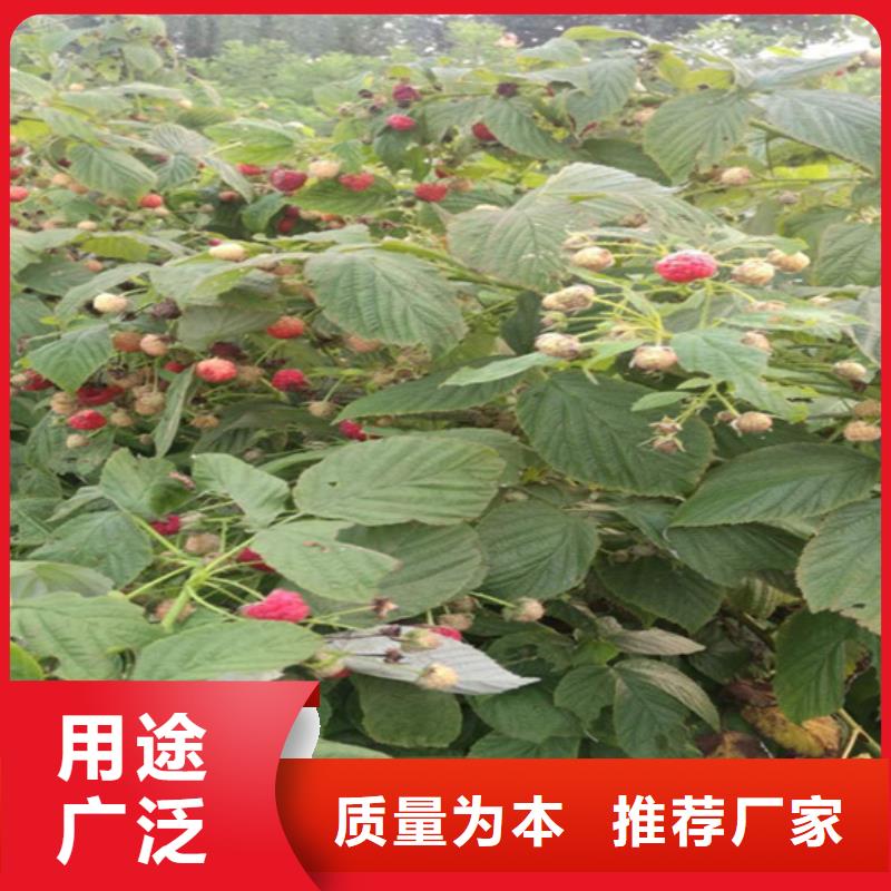 树莓苹果苗一个起售买的放心安兴用的舒心