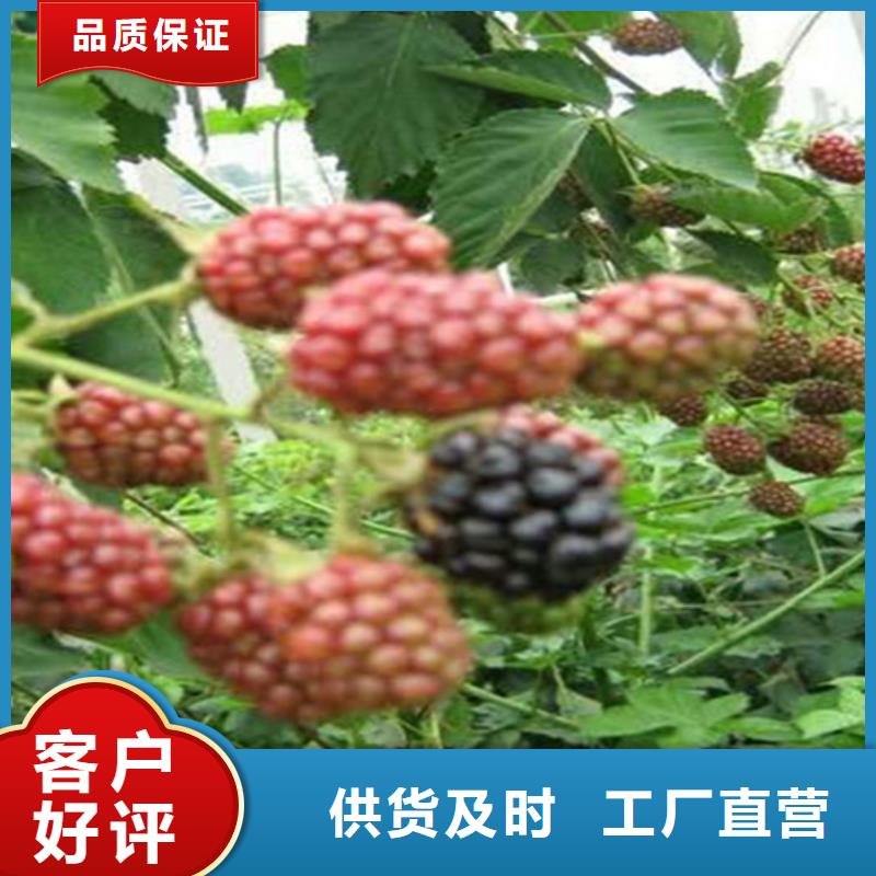 树莓,北美冬青可接急单老客户钟爱