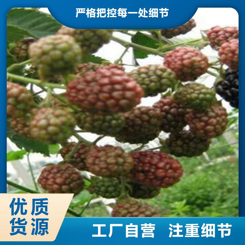 【树莓】-蓝莓苗无中间商厂家直销货源报价