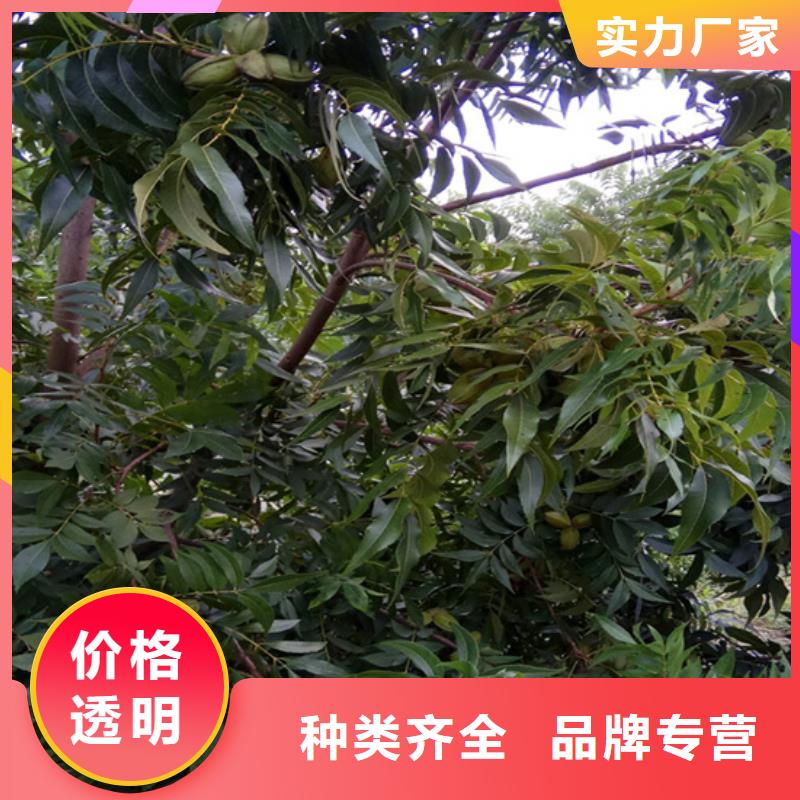 碧根果葡萄苗畅销当地自主研发