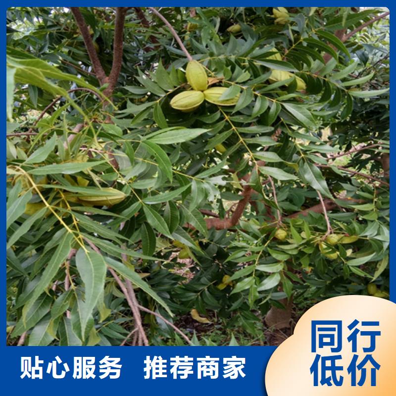 碧根果【桃树苗】直销厂家用品质说话