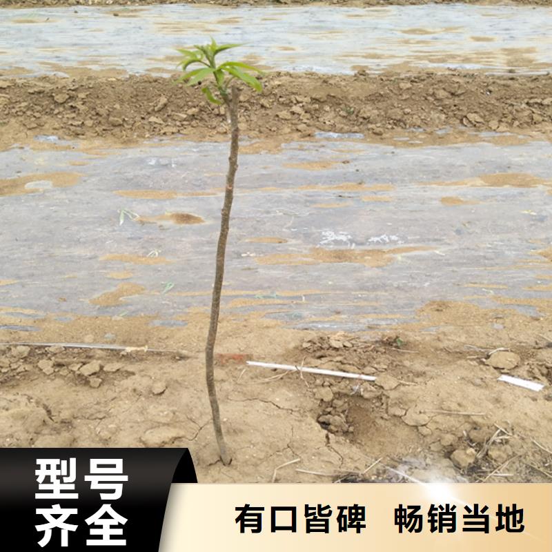 碧根果苹果苗支持大小批量采购多种规格库存充足