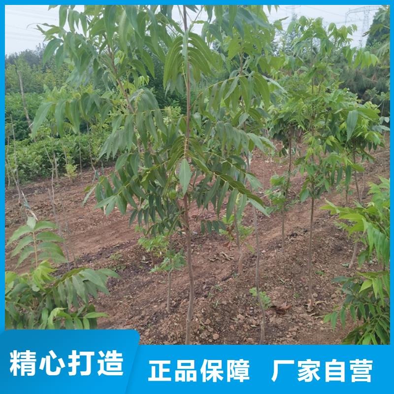 碧根果花椒苗价格透明当地经销商