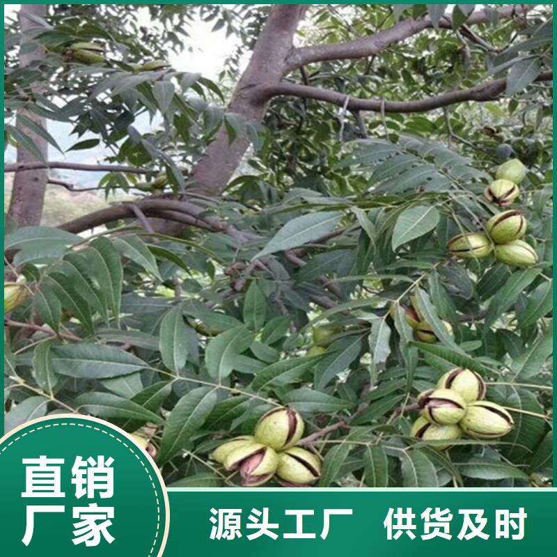 【碧根果】樱桃苗N年生产经验一个起售
