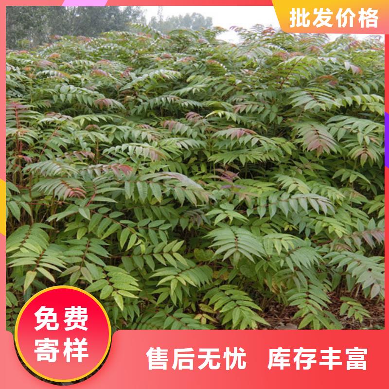香椿苹果苗真诚合作本地货源