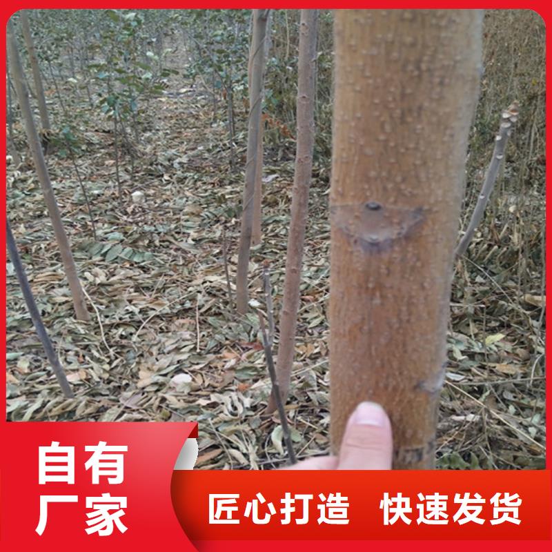 香椿,西瓜苗好货有保障本地货源