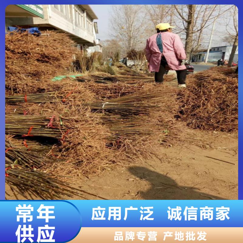 香椿苹果苗品质做服务品质做服务