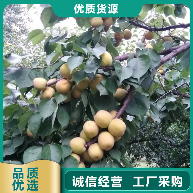 杏_樱桃苗来图定制量大从优制造厂家