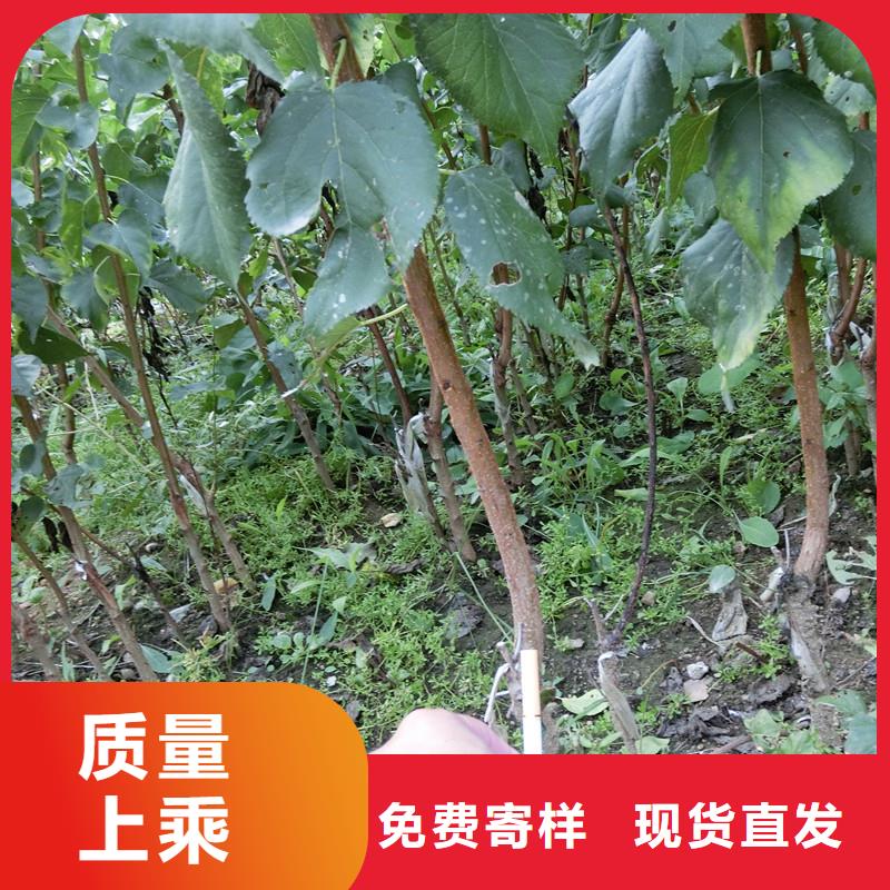 杏【【蓝莓苗】】优质材料厂家直销品质商家