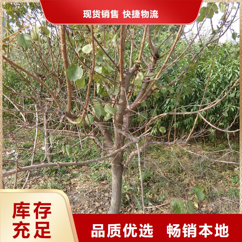 【杏】_梨树苗厂家货源48小时发货