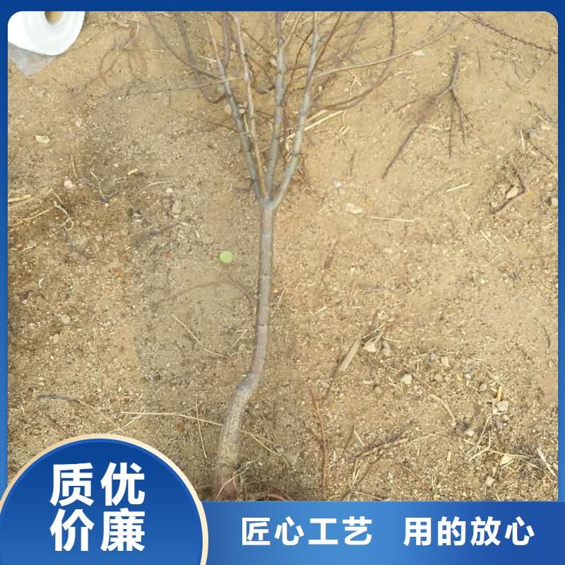 杏樱桃苗拒绝差价品质做服务