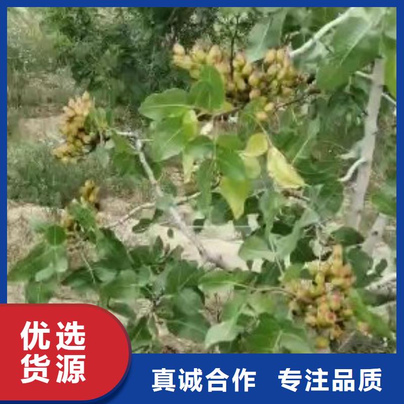 开心果梨树苗检验发货专注细节使用放心