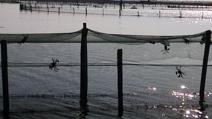 惠州市鲜活阳澄湖螃蟹鲜活特大