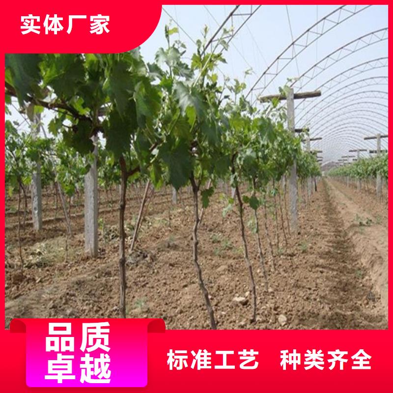 巨峰葡萄苗哪里有种植的同城供应商