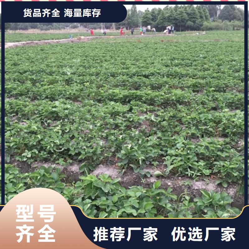 【草莓苗大棚草莓苗品质信得过】附近货源