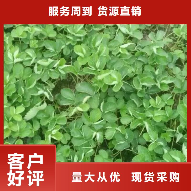 哪里供应宁玉草莓苗，宁玉草莓苗哪里纯正当地生产厂家