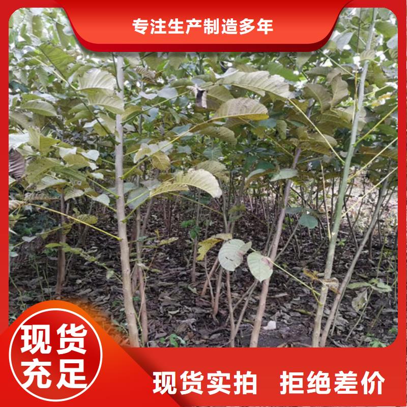 辽核树苗种植条件品类齐全