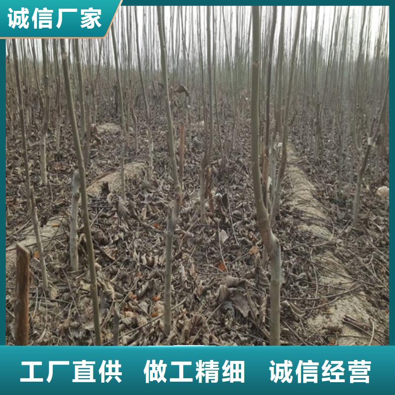 核桃苗高产丰收专注细节使用放心