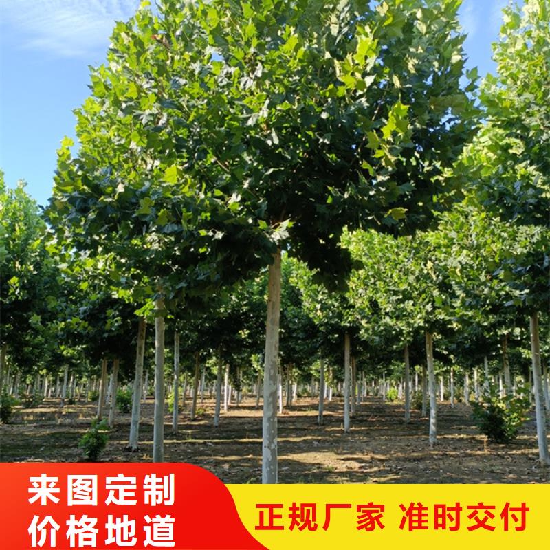 法桐价格种植基地法桐精致工艺