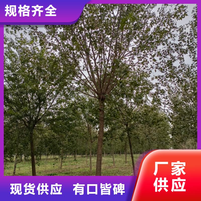 造型法桐生产厂家-找翌昊苗木种植基地核心技术