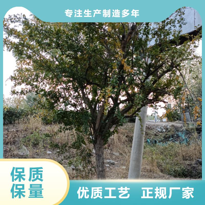 规格齐全的法桐行情公司{当地}供应商