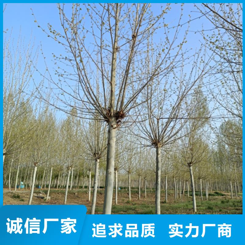 定制法桐行情的生产厂家【当地】品牌