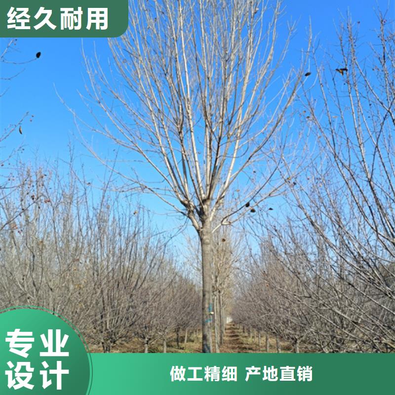 造型法桐种植基地绿化乔木【本地】公司