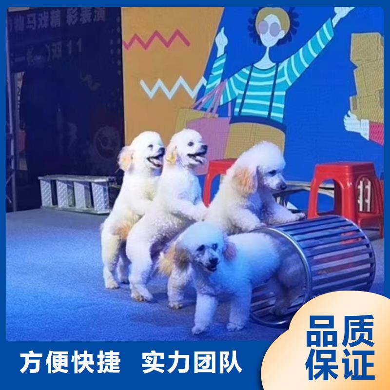 萌宠动物展览活动方案匠心品质